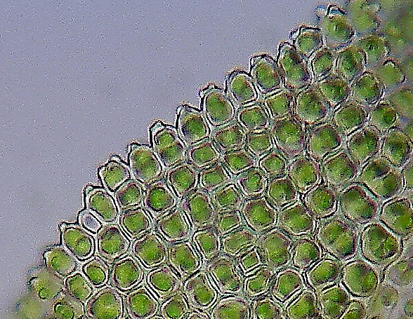 Barbula convoluta